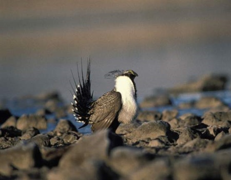 Guest Opinion: Conserve Habitat Now Instead of Politicizing Sage Grouse