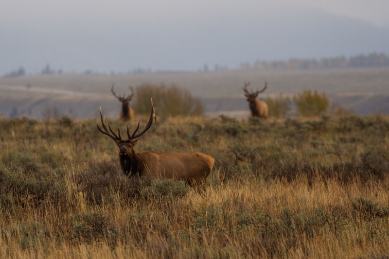 Letter: Sportsmen Support Reauthorization of the Land & Water Conservation Fund