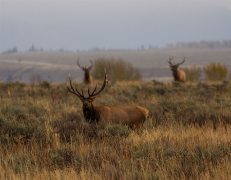 Letter: Sportsmen Support Reauthorization of the Land & Water Conservation Fund
