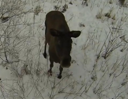Montana BHA Shoots Down Drones