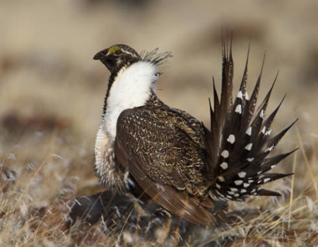 LETTER: MT BHA Asks Governor Bullock To Ensure Sage Grouse Protections Supported By Science