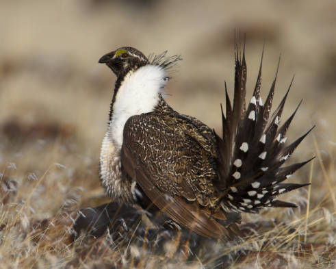 LETTER: MT BHA Asks Governor Bullock To Ensure Sage Grouse Protections Supported By Science