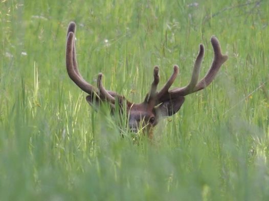 Literature Review: The Impact of Roads on Elk