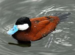 Filet de Ruddy Duck