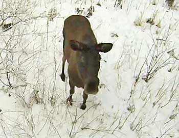 LETTER: Ban Drones for Hunting in Montana