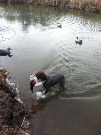 Ice, Sweat and Ducks