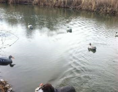 Ice, Sweat and Ducks