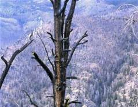 Thoughts on Wilderness from a Logger, Outfitter and Business Owner