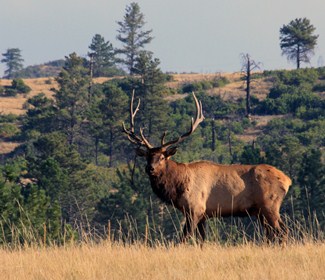 Hunting the Urban “Backcountry Wilderness?”