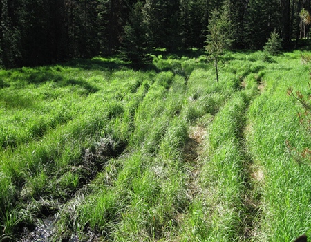 Coalition supports DNR's OHV plans