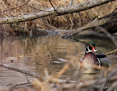 House Passes Package of Conservation,  Access Bills