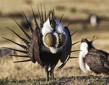Interior Announces Changes in Sage Grouse Management; BHA Responds