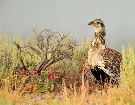 Interior Plans to Overhaul Sage Grouse Plans; BHA Responds