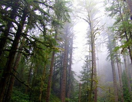 It’s Official: Oregon’s Elliott State Forest to Remain Publicly Accessible