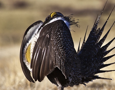 BHA Poll: Western Voters Support Sage Grouse Conservation