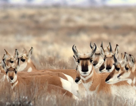 BHA Responds to Interior Attempt to Unravel National Monuments