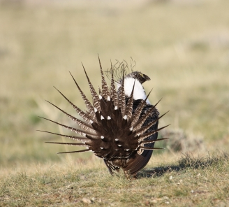 Zinke Pushes Continued Collaboration on Sage Grouse Work; Sportsmen Urge Interior to Stay the Course