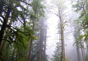 BHA Commends Effort to Keep Elliott State Forest Publicly Accessible