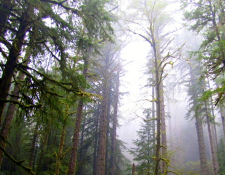 BHA Commends Effort to Keep Elliott State Forest Publicly Accessible