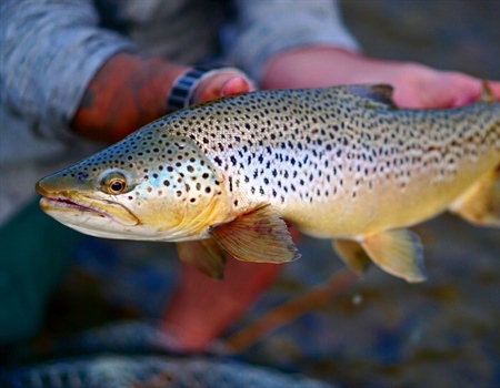Statement of sportsmen and women who support an effective Clean Water Act regarding today’s Trump Administration Executive Order on the Clean Water Rule.
