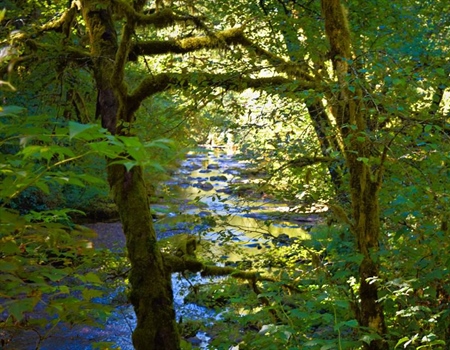 Oregon State Land Board Votes to Sell Elliott State Forest
