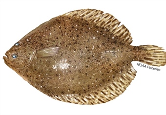 Investigating Environmental Influences on NC Flounder Fisheries