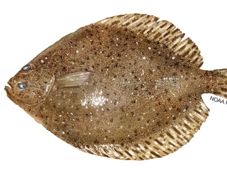 Investigating Environmental Influences on NC Flounder Fisheries