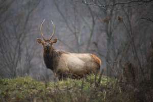 elk