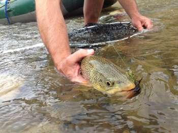 32 Land Tawney