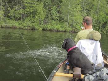BWCA