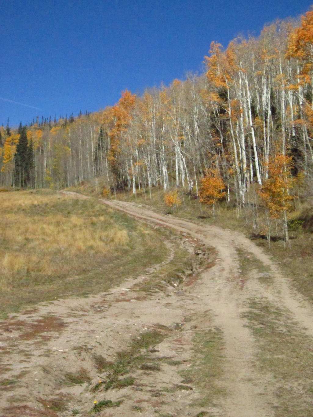 Bear river TMP