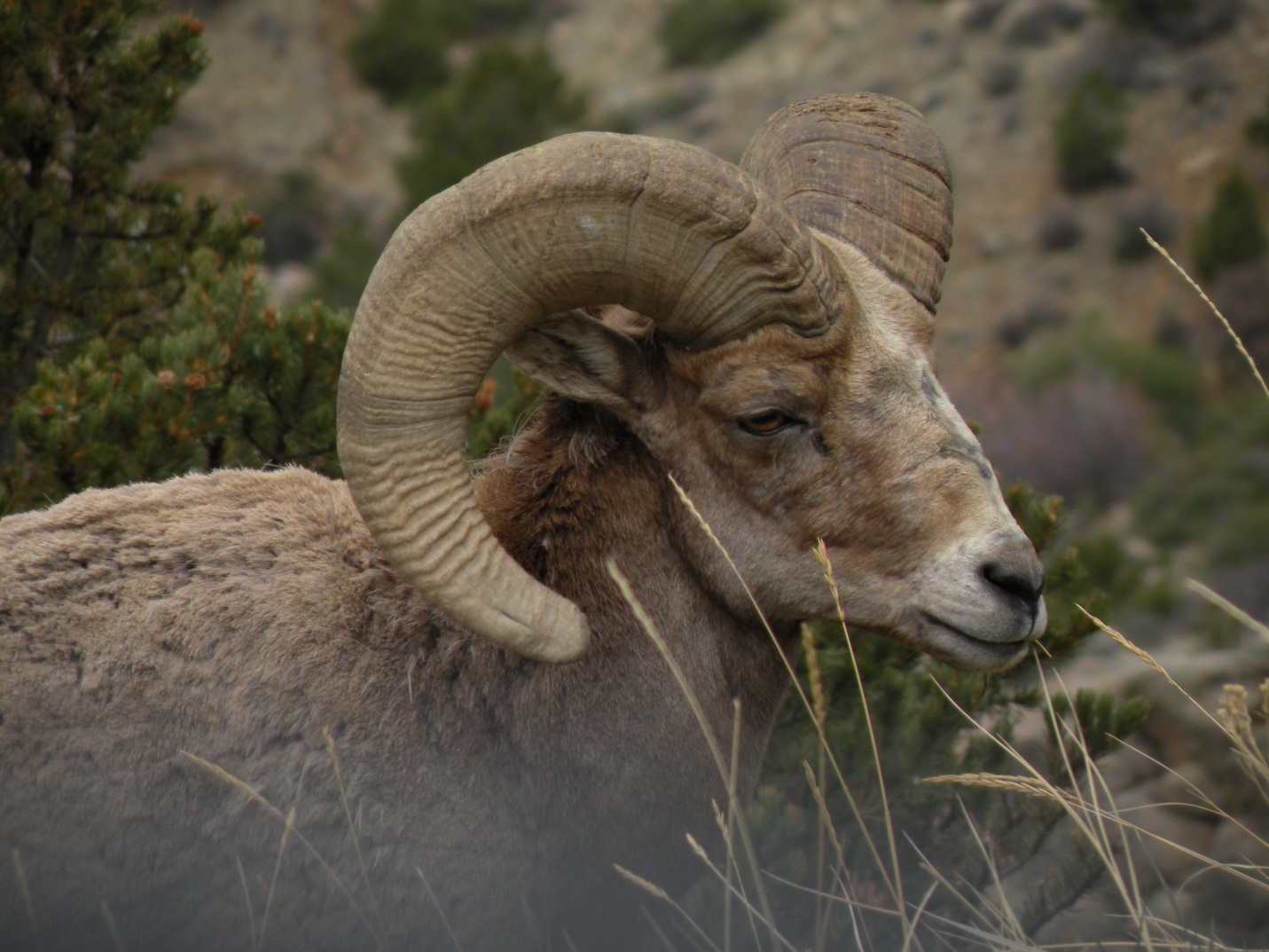 Bighorn Sheep Jamin Grigg