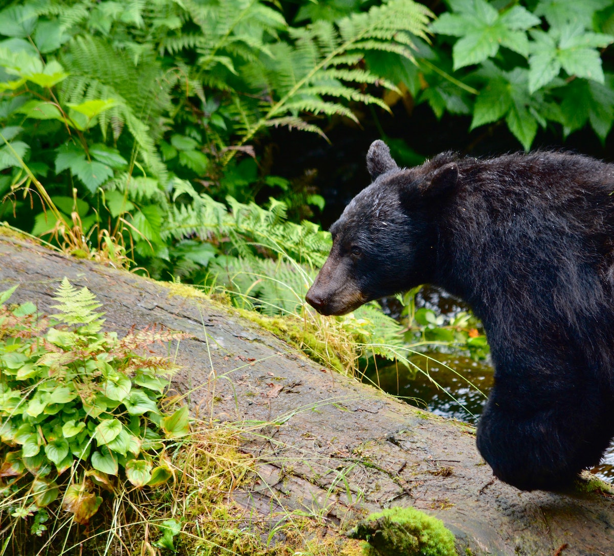 Black_Bear_Large.jpg