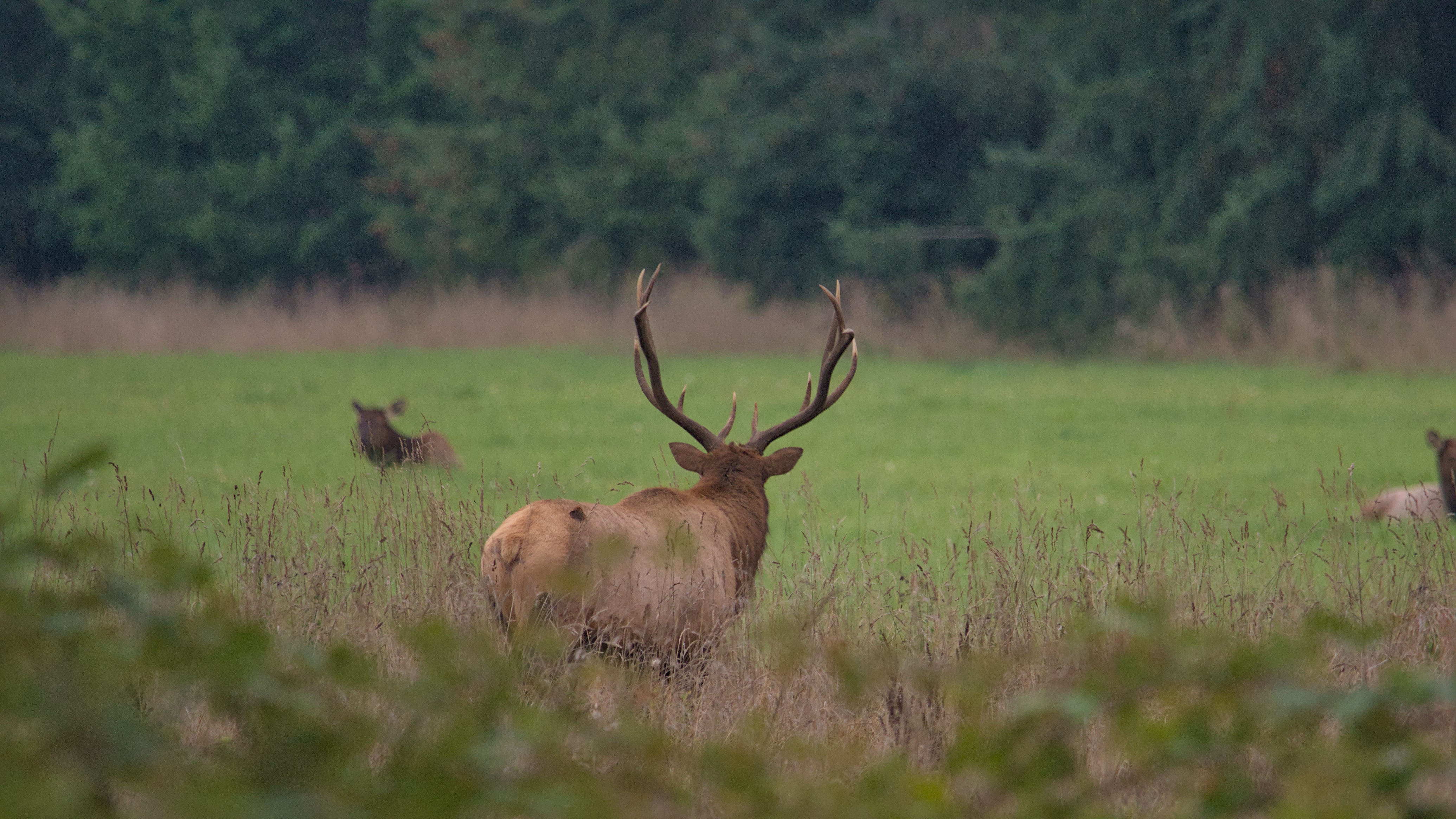 Bull_Elk-min.jpg