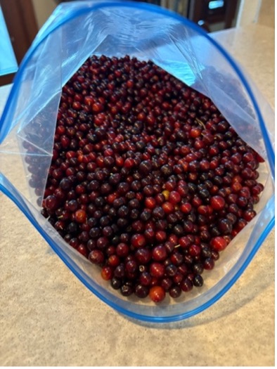 Cherries.jpg