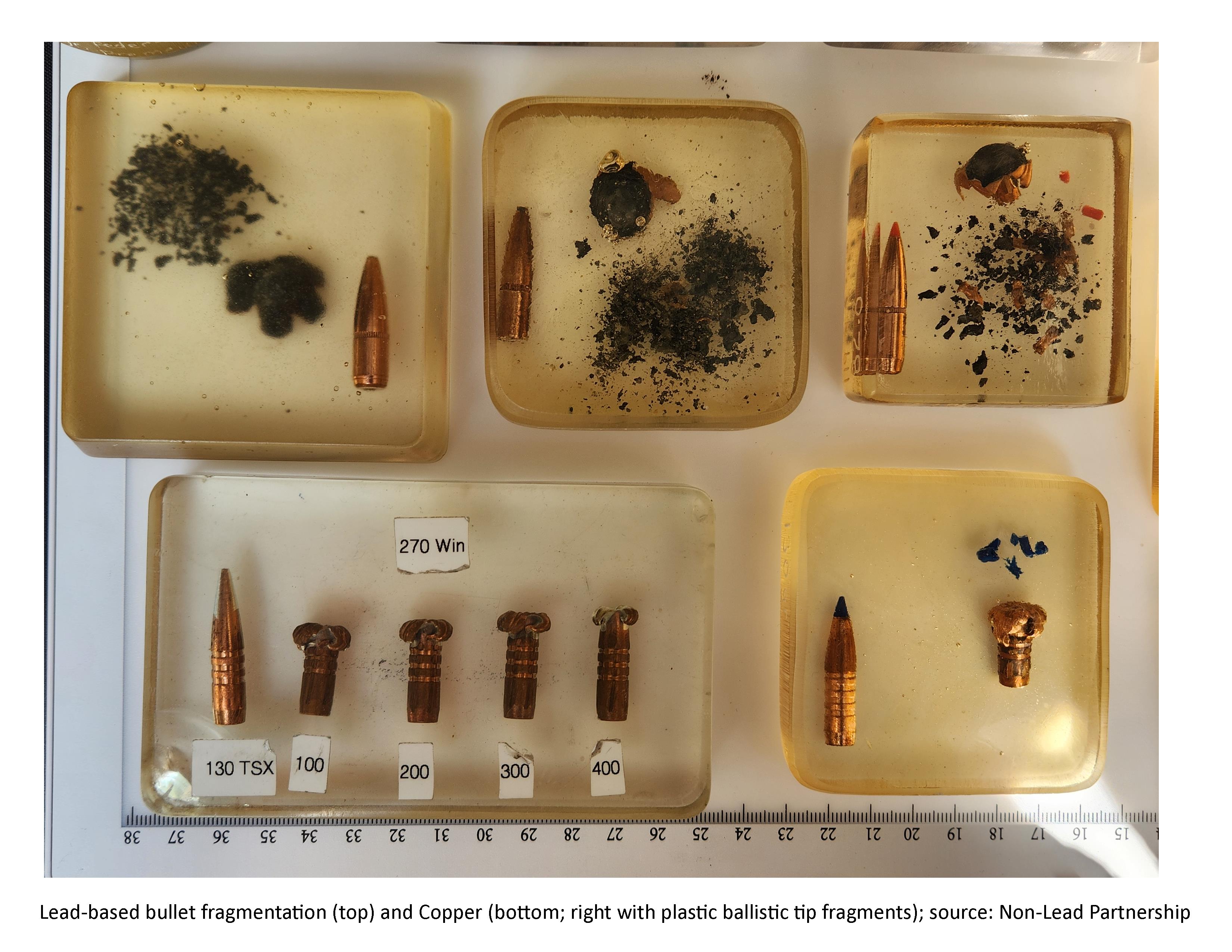 Copper_vs_Lead_Bullet_Fragmentation.jpg