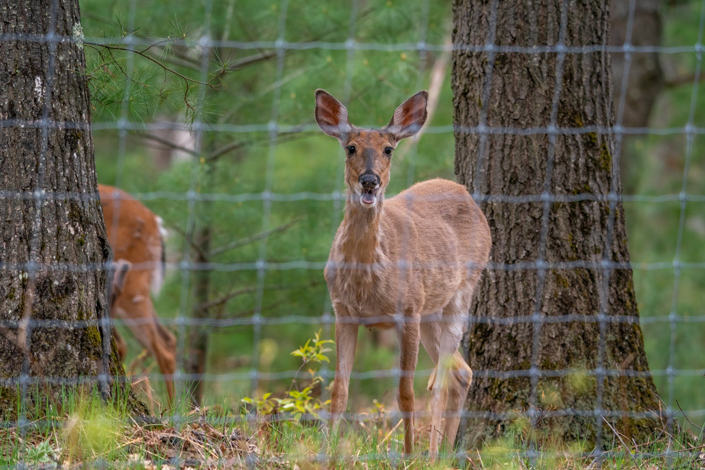 Deer_behind_fence.jpeg