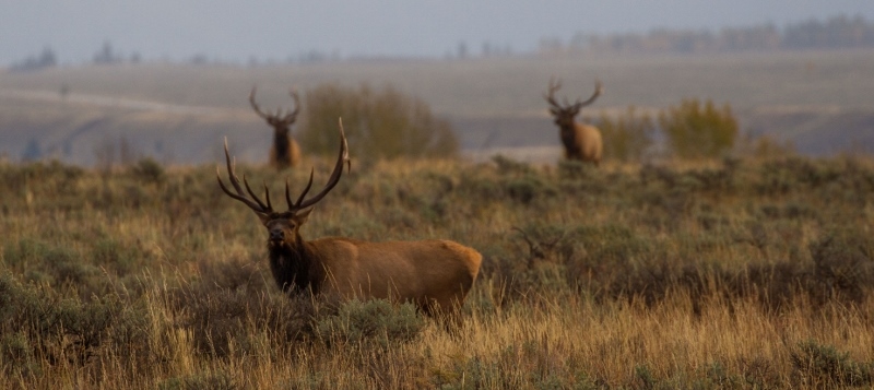 Elk-habitat-lwcf-BHA.jpg