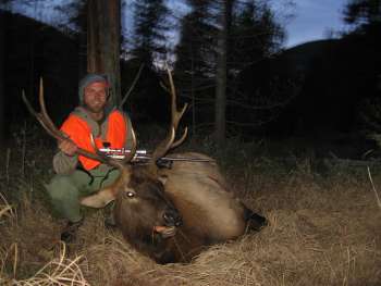Elk pic
