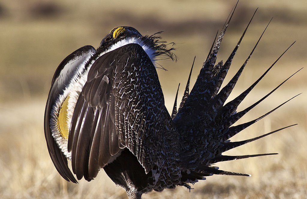 Greater_Sage-Grouse_Conservation_(17381638361).jpg