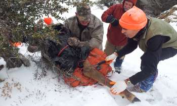 Hauling elk 2