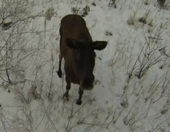 Moose_monitored_by_drone.jpg