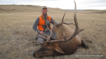 Randy newberg Bull