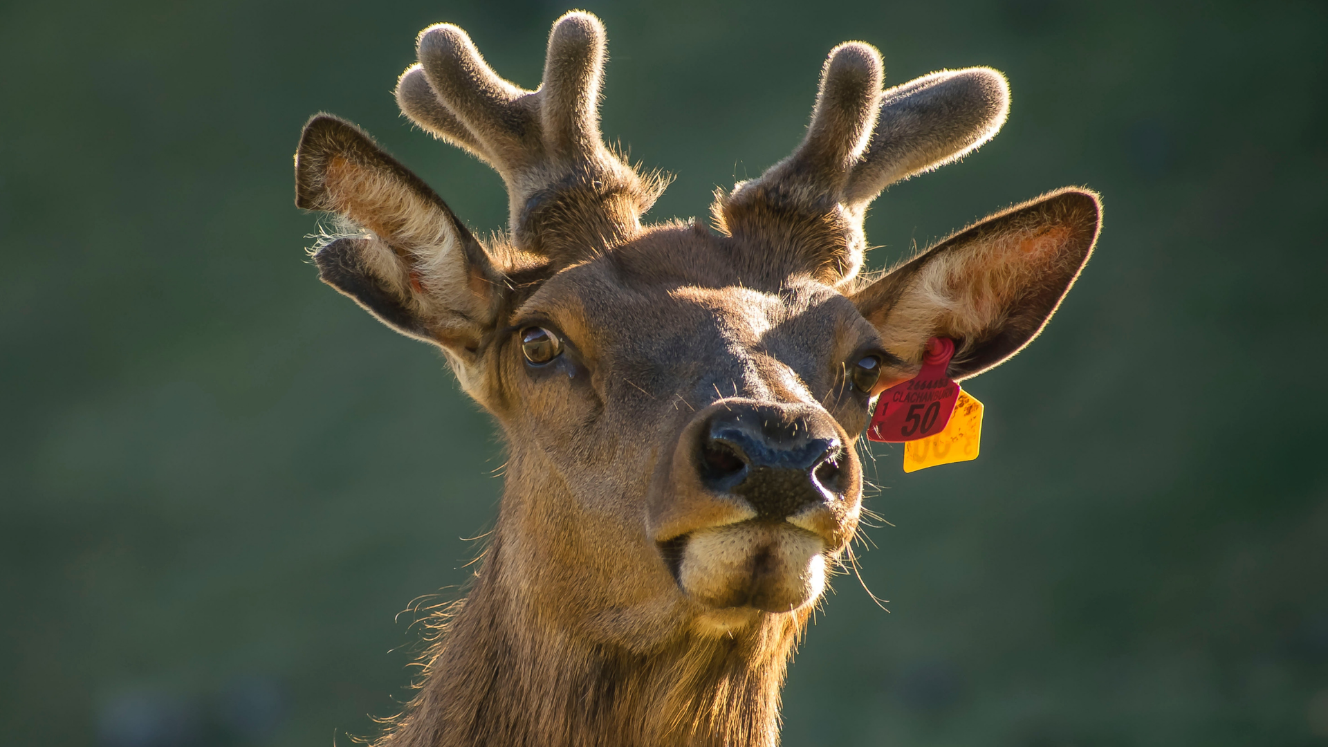 Tagged_Elk_Image.png
