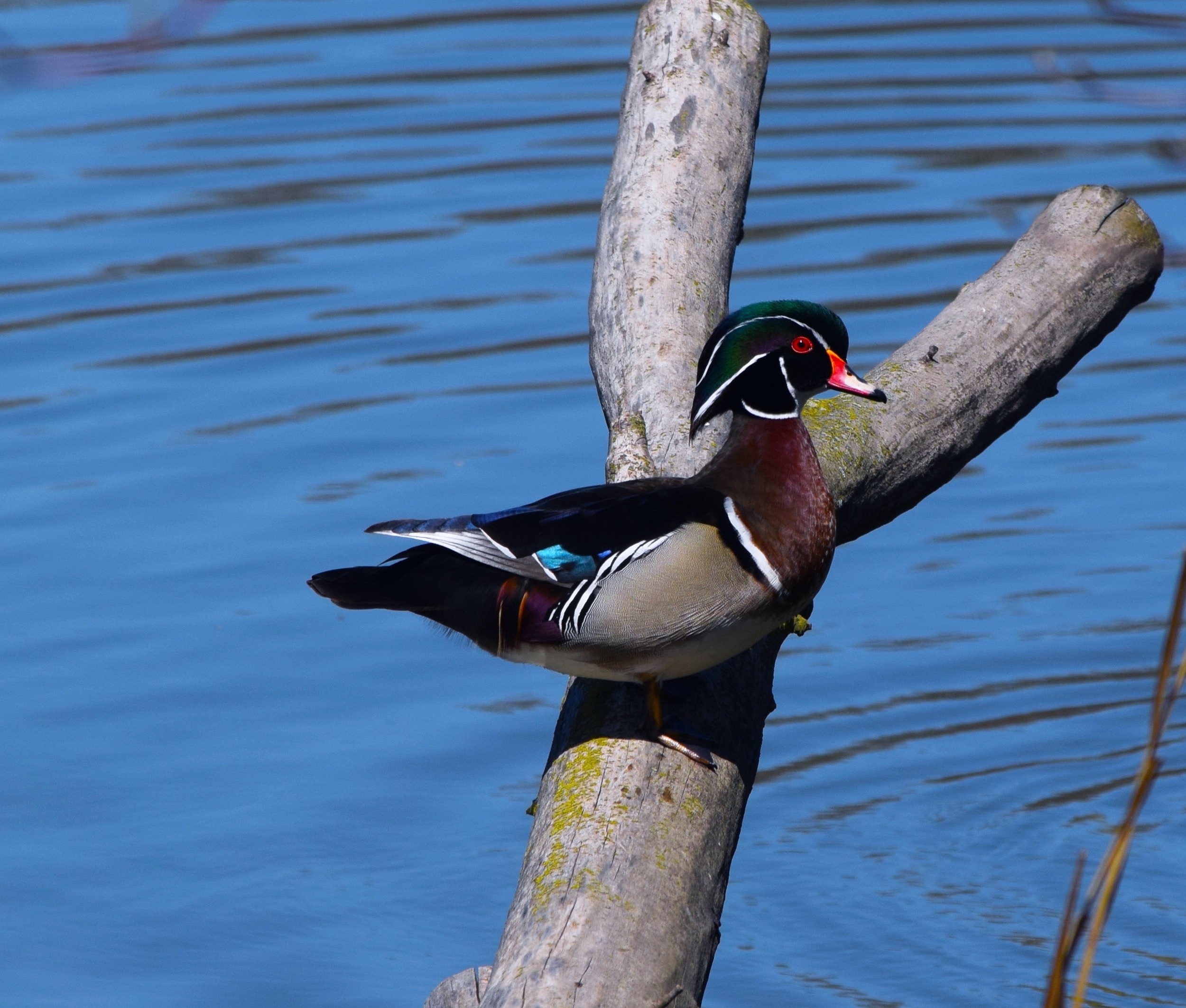 Wood_Duck.jpg