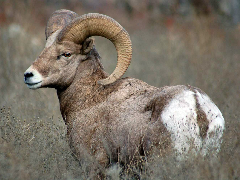 bighornsheep
