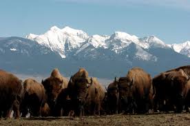 bison