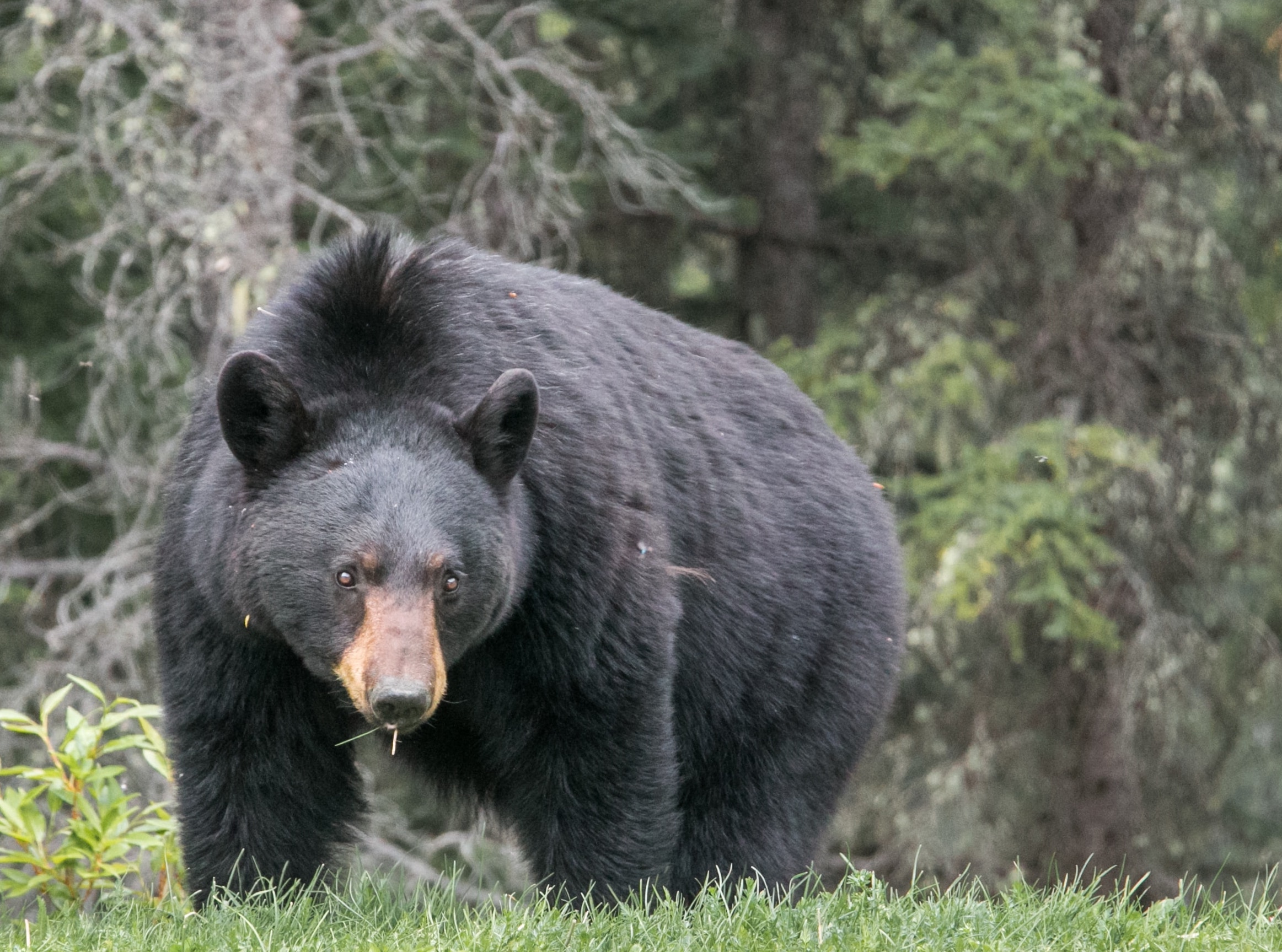 blackbear2.jpg