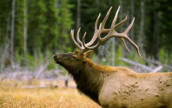 bull elk