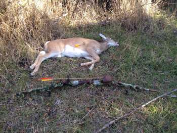 deer photo